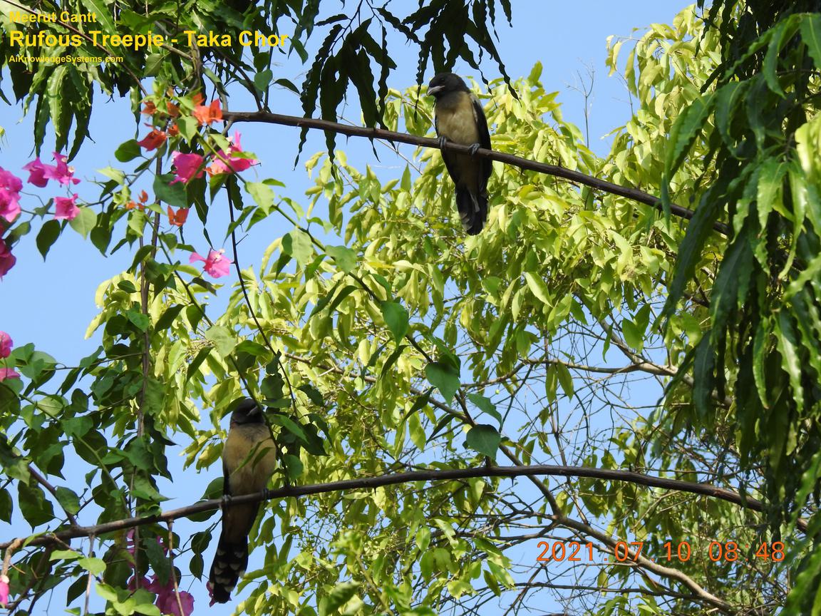 Rufous Treepie (77) Coming Soon